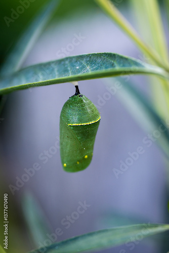closeup of monarch chrysalis on swan plant