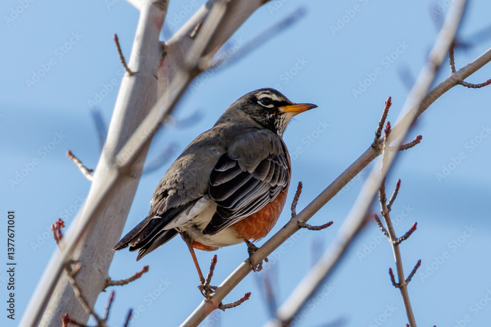 robin on a branch robin on a branch