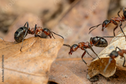 Foto Red Wood Ant - Formica rufa, common popular forest insect from Euroasian forests and woodlands, Zlin, Czech Republic