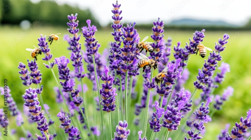 Fototapeta premium A field of purple lavender with bees buzzing around,
