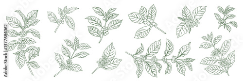Vector set of hand drawn coffee tree branches with flowers and berries. Botanical elements in sketch style	