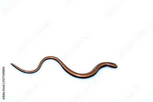 Принти на полотні Close up of a baby slow worm snake isolated on a white background