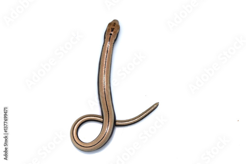 Konstfotografi Close up of a baby slow worm snake isolated on a white background