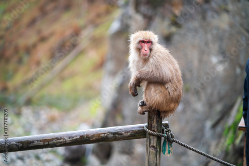 Monos en Parque de Nieve de Arashiyama