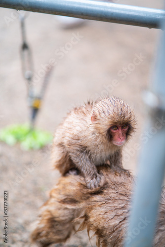 Monos en Parque de Nieve de Arashiyama