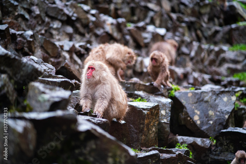 Monos en Parque de Nieve de Arashiyama