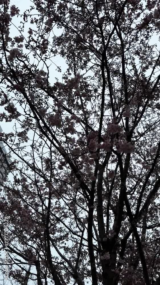 Spring landscape with blooming sakura in soft focus. Beautiful petals. Bright pink flowers on tree branches. Spring park. The beauty of nature and the awakening of life. Spring landscape with blooming sakura in soft focus. Beautiful petals. Bright pink flowers on tree branches. Spring park. The beauty of nature and the awakening of life.