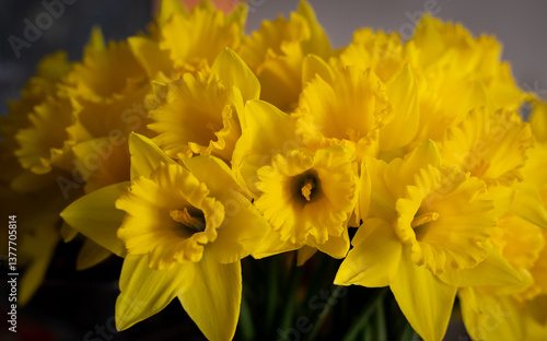 A close up of a bunch of yellow flowers daffodils