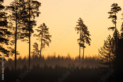 Silhouettes shapes layers of trees against an orange morning light horizontal composition