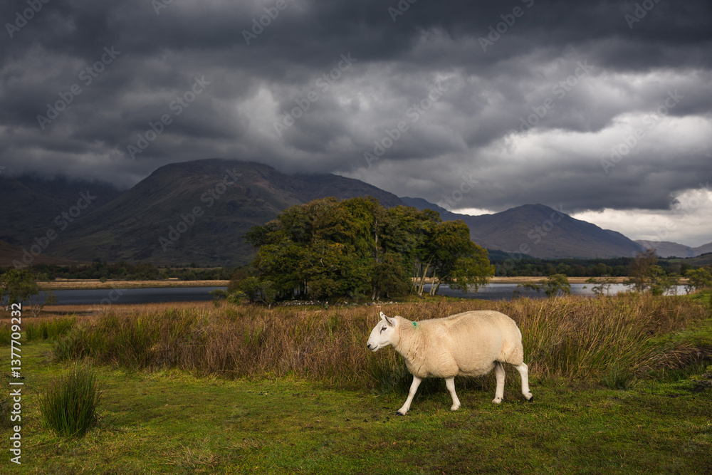 Rolling hills and grazing sheep frame Kilchurn Castle, its ancient ruins reflecting in Loch Awe. A timeless Highland scene bathed in golden Scottish light.