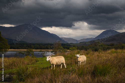 Rolling hills and grazing sheep frame Kilchurn Castle, its ancient ruins reflecting in Loch Awe. A timeless Highland scene bathed in golden Scottish light.