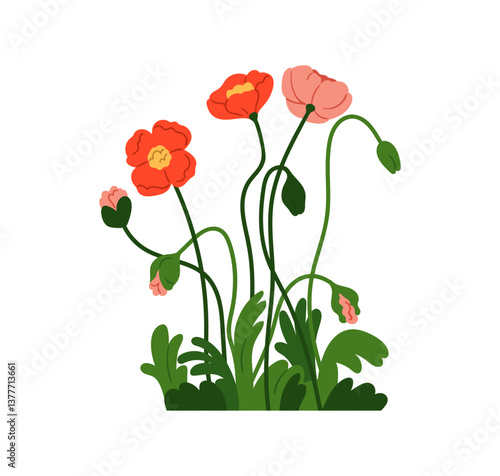 Poppy flowers growing. Floral blossoms and leaves. Red blooms, summer plant s...