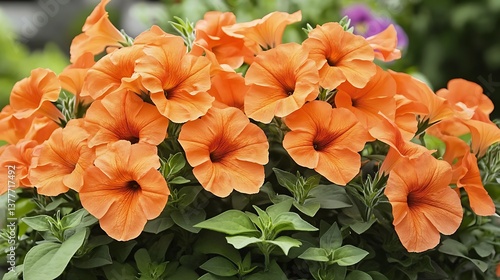 Vibrant Orange Petunia Flowers Cluster with Green Leaves in Natural Light