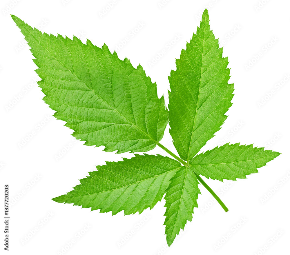 Blackberry leaves isolated on white Clipping Path Blackberry leaves isolated on white Clipping Path