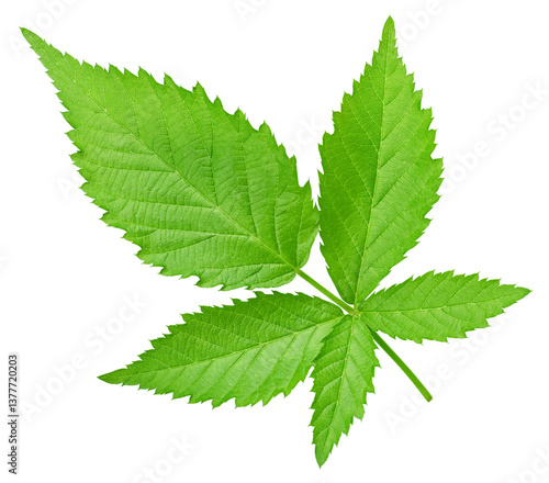 Blackberry leaves isolated on white Clipping Path