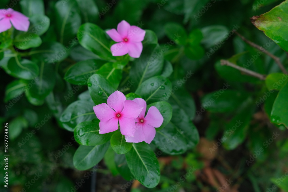 photo of pink flowers on fresh green leaves photo of pink flowers on fresh green leaves