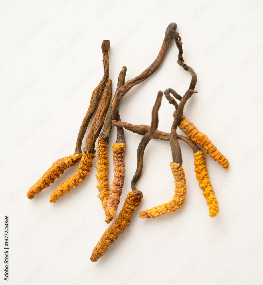 Cordyceps or Ophiocordyceps sinensis mushroom herb is fungus for used as medicine on white background. Cordyceps or Ophiocordyceps sinensis mushroom herb is fungus for used as medicine on white background.
