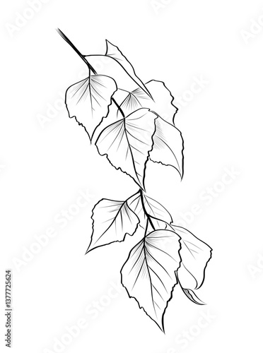 Birch branch Hand drawing vector