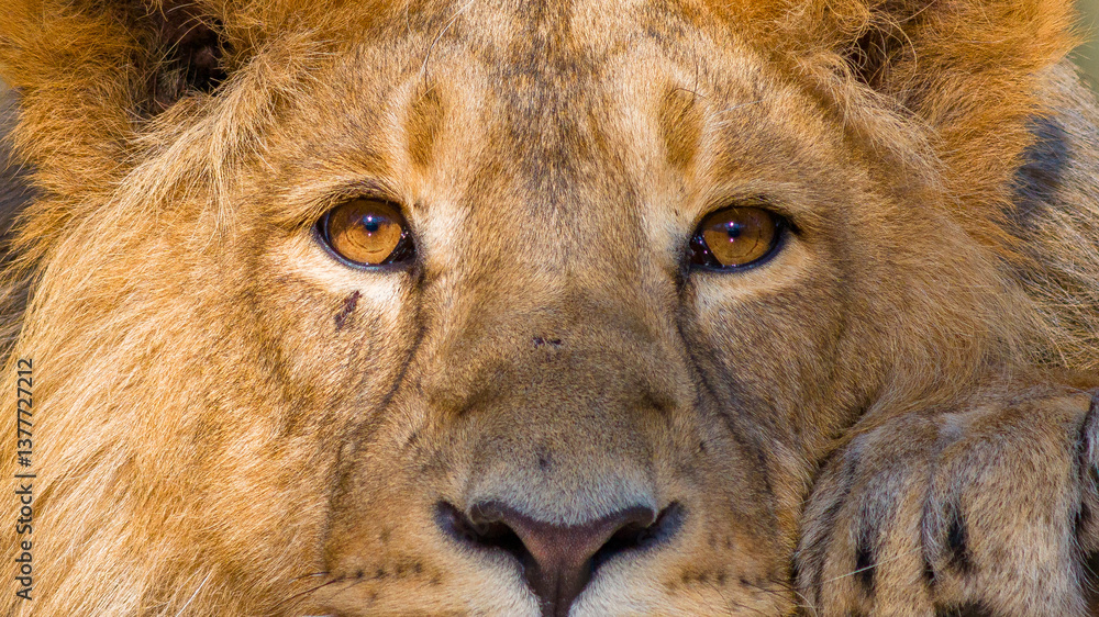 Löwen im Tierpark