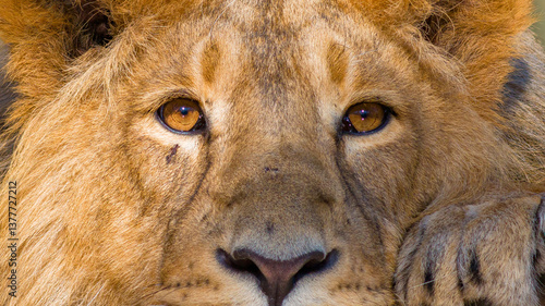 Obraz na płótnie Löwen im Tierpark w salonie