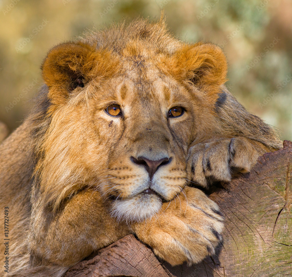 Löwen im Tierpark