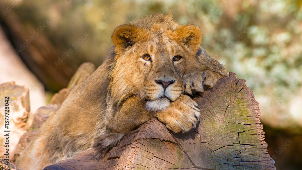 Löwen im Tierpark
