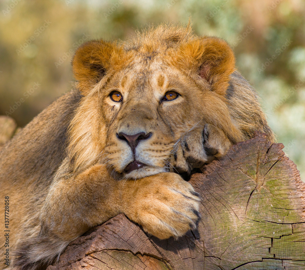Löwen im Tierpark