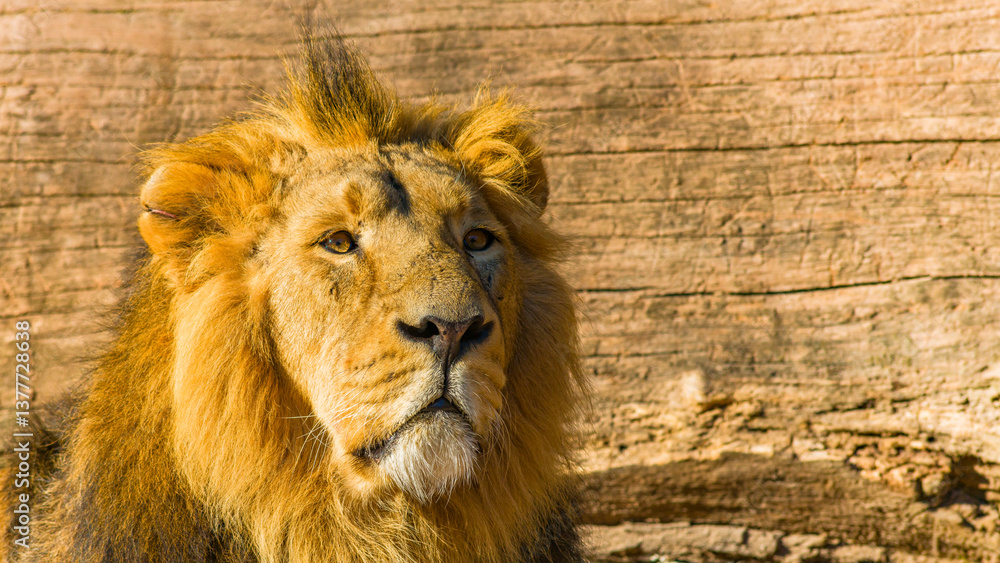 Löwen im Tierpark