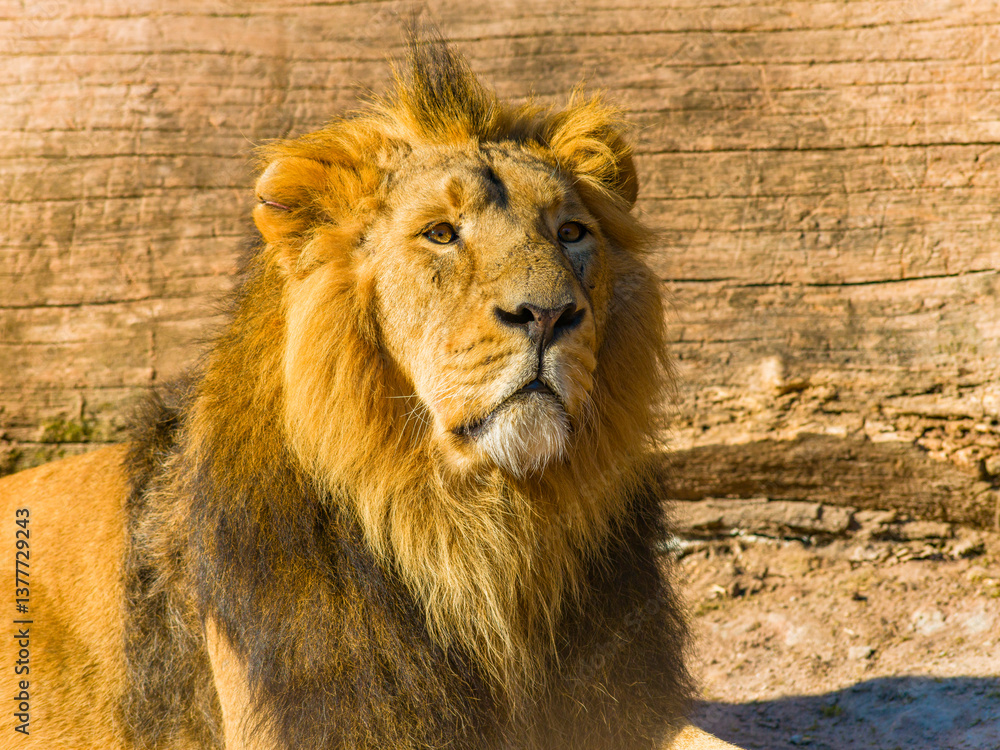 Löwen im Tierpark