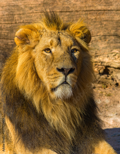 Obraz na płótnie Löwen im Tierpark w salonie