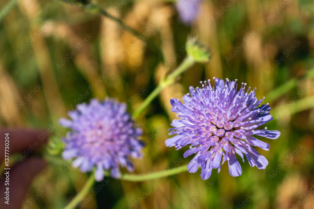 Knautia arvensis flower, the field scabious or field scabiosa Knautia arvensis flower, the field scabious or field scabiosa
