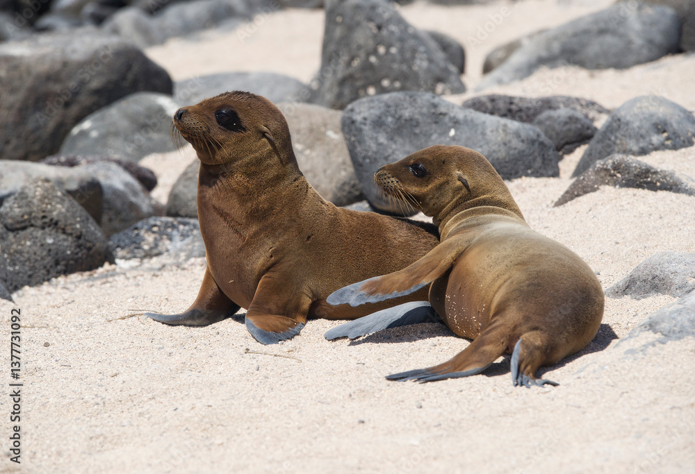 Naklejka premium sea lions cub resting on the beach
