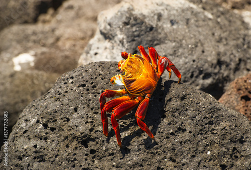 lava crab on lava rock