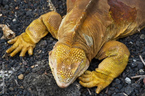 top view of iguana on the rocks