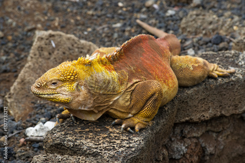 galapagos iguana on the rocks