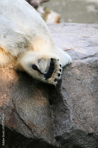 동물원의 호랑이와 북극곰의 발바닥 디테일 – Tiger in Zoo & Polar Bear Paw Close-up Detail