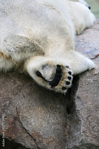 동물원의 호랑이와 북극곰의 발바닥 디테일 – Tiger in Zoo & Polar Bear Paw Close-up Detail
