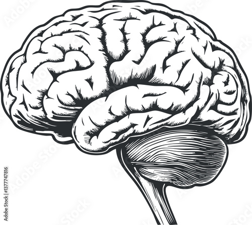Detailed monochrome illustration of a human brain sketch, showcasing anatomical features and structure.