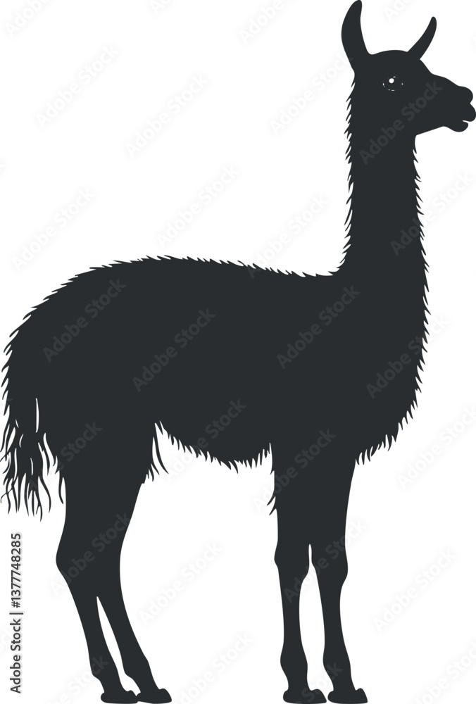 Fototapeta premium Black silhouette of a llama standing with a shaggy fur outline on a white background.