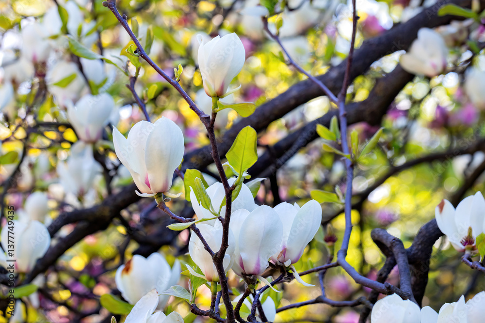 Blossoming magnolia tree enchants visitors in a vibrant spring garden