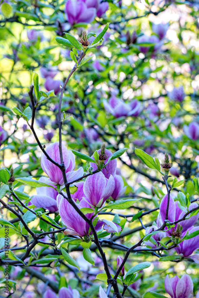 Blossoming magnolia trees dance in sunlight during the spring season in a vibrant garden