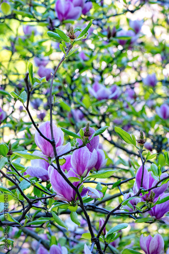 Obraz na płótnie Blossoming magnolia trees dance in sunlight during the spring season in a vibrant garden w salonie