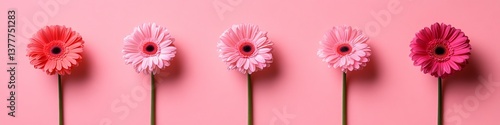Five Gerbera Flowers with Stems in Varying Shades of Pink, Isolated on Pink Background