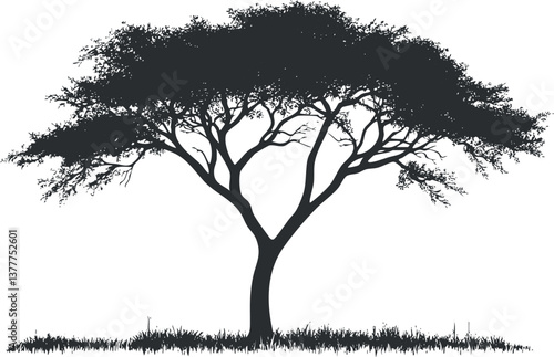 Silhouette of an acacia tree with intricate branches and foliage, set against a white background.