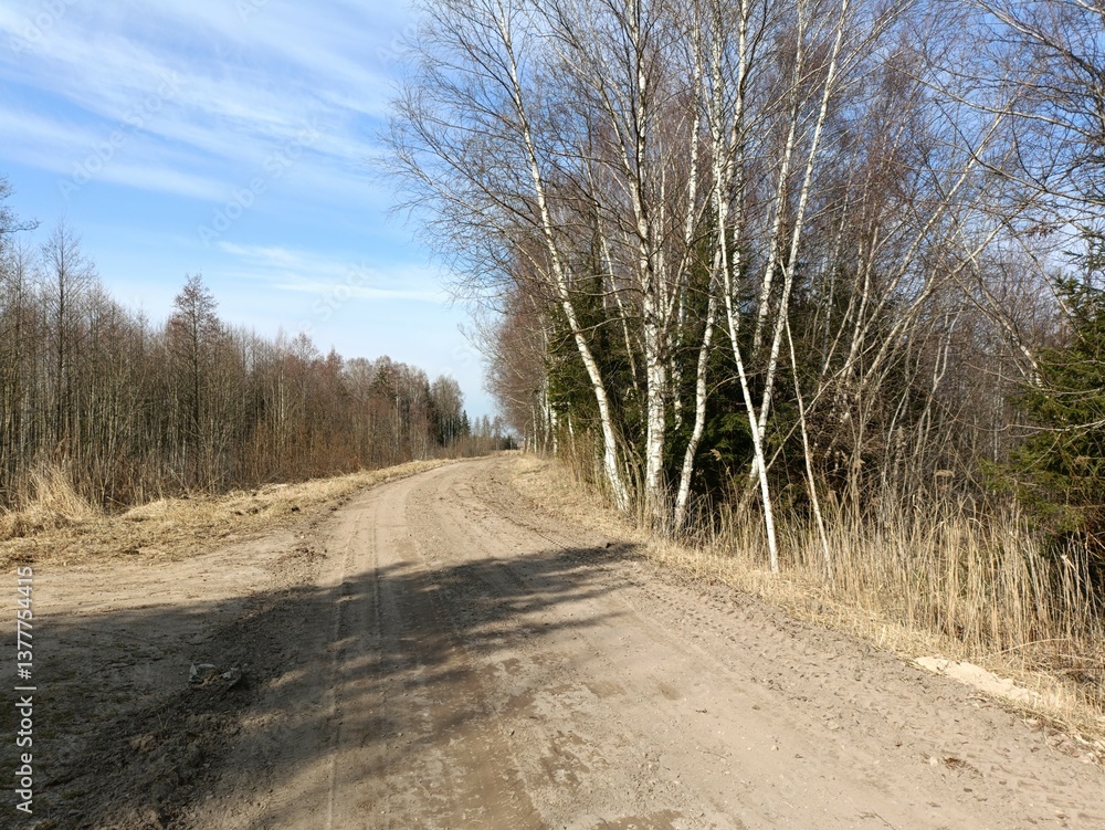 Road in forest in Siauliai county during sunny spring day. Oak and birch tree woodland. Spring day with white clouds in sky. Bushes are growing in woods. Sandy road. Nature. Spring season. Miskas. Road in forest in Siauliai county during sunny spring day. Oak and birch tree woodland. Spring day with white clouds in sky. Bushes are growing in woods. Sandy road. Nature. Spring season. Miskas.