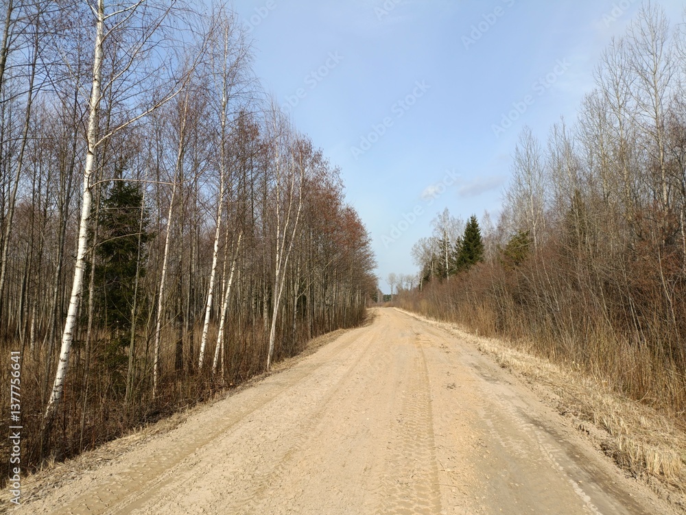 Road in forest in Siauliai county during sunny spring day. Oak and birch tree woodland. Spring day with white clouds in sky. Bushes are growing in woods. Sandy road. Nature. Spring season. Miskas. Road in forest in Siauliai county during sunny spring day. Oak and birch tree woodland. Spring day with white clouds in sky. Bushes are growing in woods. Sandy road. Nature. Spring season. Miskas.
