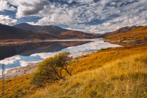 Obraz na płótnie Golden heather blankets the Scottish Highlands, where misty peaks rise above deep glens and serene lochs. Autumn’s glow paints a landscape of wild, untamed beauty. w salonie