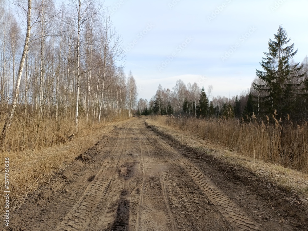 Road in forest in Siauliai county during sunny spring day. Oak and birch tree woodland. Spring day with white clouds in sky. Bushes are growing in woods. Sandy road. Nature. Spring season. Miskas. Road in forest in Siauliai county during sunny spring day. Oak and birch tree woodland. Spring day with white clouds in sky. Bushes are growing in woods. Sandy road. Nature. Spring season. Miskas.