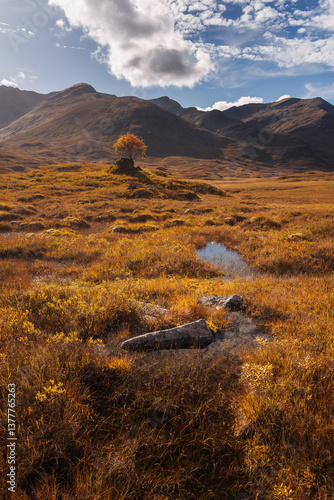 Obraz na płótnie Golden heather blankets the Scottish Highlands, where misty peaks rise above deep glens and serene lochs. Autumn’s glow paints a landscape of wild, untamed beauty. w salonie