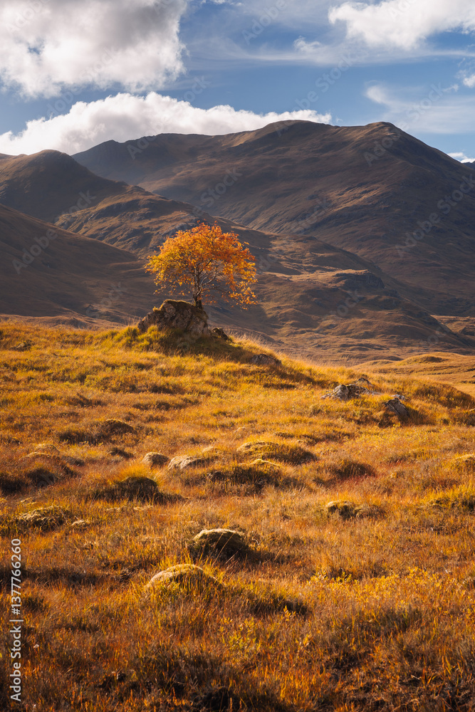 Golden heather blankets the Scottish Highlands, where misty peaks rise above deep glens and serene lochs. Autumn’s glow paints a landscape of wild, untamed beauty.